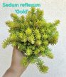 Sedum/Varjúháj 12 cm