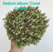 Sedum/Varjúháj 12 cm