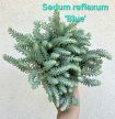 Sedum/Varjúháj 12 cm