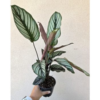 Calathea Vittata 12 cm