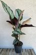 Calathea Vittata 12 cm