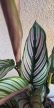 Calathea Vittata 12 cm