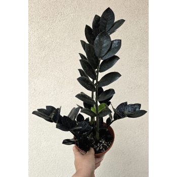 Zamioculcas zamiifolia 'Raven' 14 cm