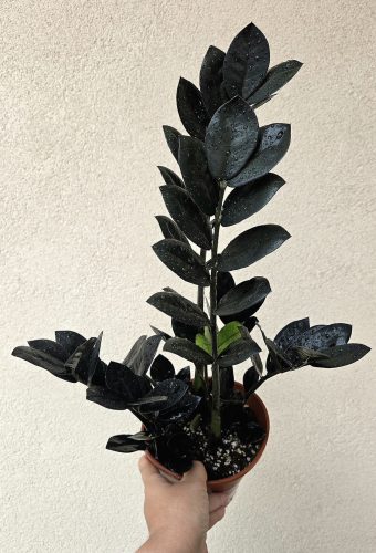 Zamioculcas zamiifolia 'Raven' 14 cm