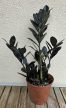 Zamioculcas zamiifolia 'Raven' 14 cm