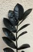 Zamioculcas zamiifolia 'Raven' 14 cm