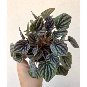 Peperomia Abricos