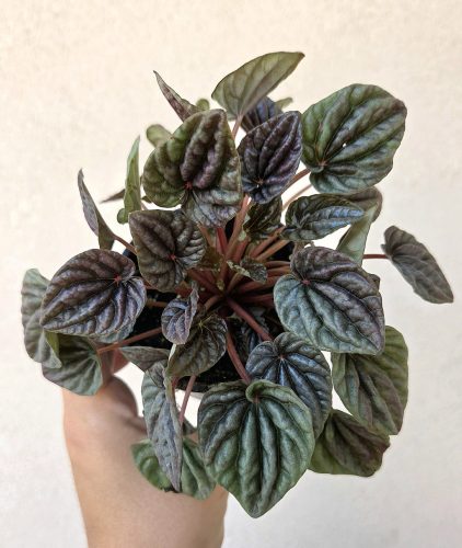 Peperomia Abricos