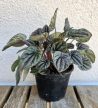 Peperomia Abricos