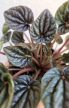Peperomia Abricos