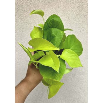 Epipremnum aureum Neon - Neon szobafutóka 12 cm