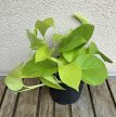 Epipremnum aureum Neon - Neon szobafutóka 12 cm