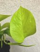Epipremnum aureum Neon - Neon szobafutóka 12 cm