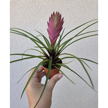 Tillandsia cyanea 5.5 cm