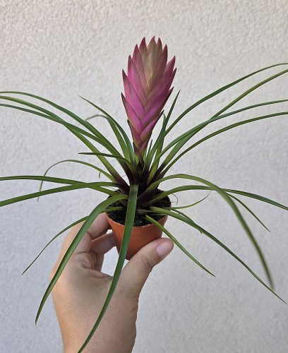 Tillandsia cyanea 5.5 cm