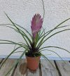 Tillandsia cyanea 5.5 cm