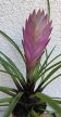 Tillandsia cyanea 5.5 cm