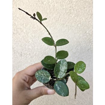 Hoya 'Mathilde' - Viaszvirág 6 cm