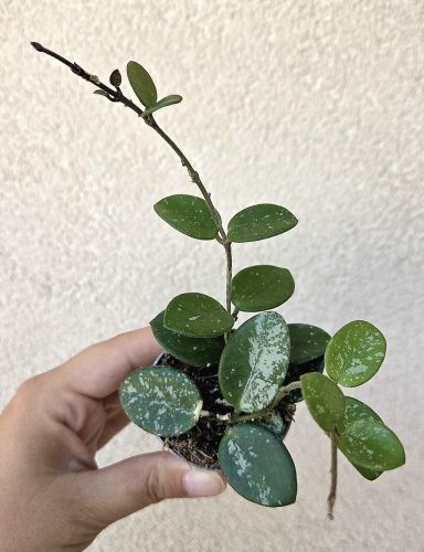 Hoya 'Mathilde' - Viaszvirág 6 cm
