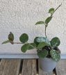 Hoya 'Mathilde' - Viaszvirág 6 cm