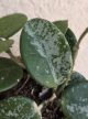 Hoya 'Mathilde' - Viaszvirág 6 cm