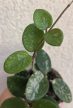 Hoya 'Mathilde' - Viaszvirág 6 cm