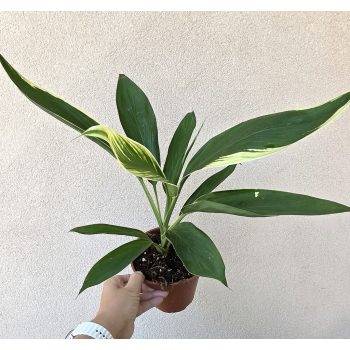 Cordyline Bicolor 13 cm