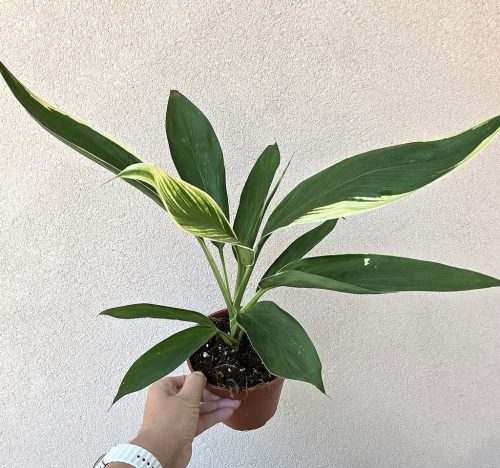 Cordyline Bicolor 13 cm