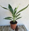 Cordyline Bicolor 13 cm