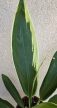 Cordyline Bicolor 13 cm