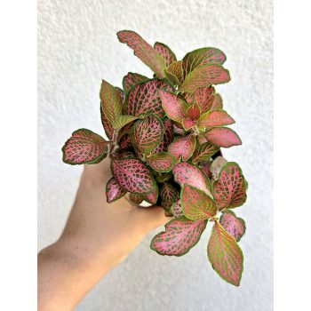 Fittonia 