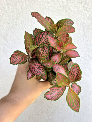 Fittonia 