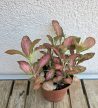 Fittonia 