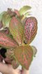 Fittonia 
