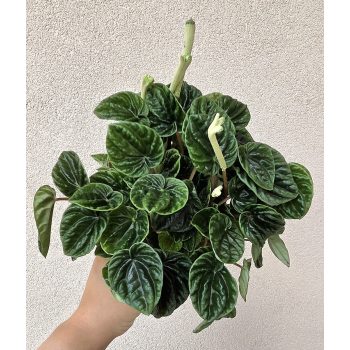 Peperomia Lilian 12 cm