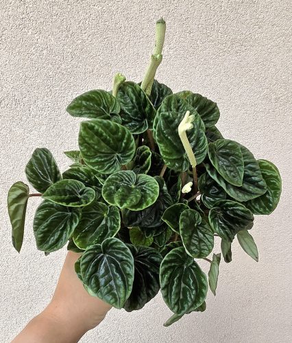 Peperomia Lilian 12 cm
