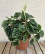 Peperomia Lilian 12 cm