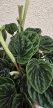 Peperomia Lilian 12 cm