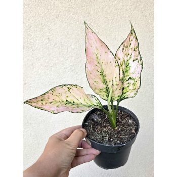 Aglaonema Lucky Red