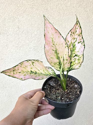 Aglaonema Lucky Red