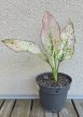 Aglaonema Lucky Red