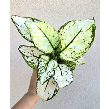Aglaonema White Joy