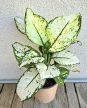Aglaonema White Joy