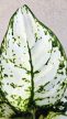 Aglaonema White Joy