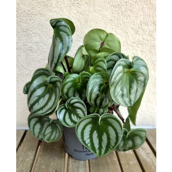 Peperomia argyreia Watermelon