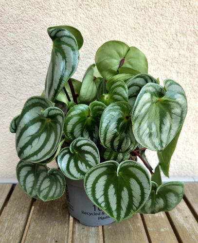 Peperomia argyreia Watermelon