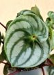 Peperomia argyreia Watermelon