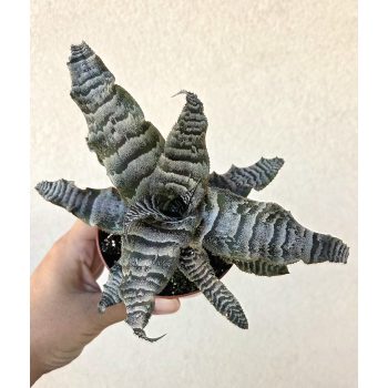 Cryptanthus - Levélcsillag