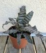 Cryptanthus - Levélcsillag