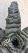 Cryptanthus - Levélcsillag